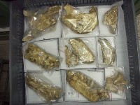 藏品(大唇犀頭骨化石)的圖片